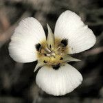 Calochortus leichtlinii Flower