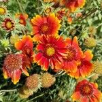 Gaillardia aristata花