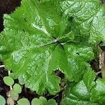 Tiarella cordifolia Liść