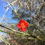 Delphinium cardinale Λουλούδι