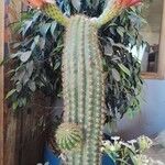 Echinopsis huascha Corteza