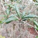 Quercus geminata Blad