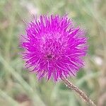 Tyrimnus leucographus Flower