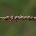 Urochloa trichopus Floare