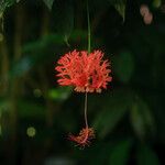 Hibiscus schizopetalus Flor