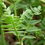 Astragalus danicus Blatt