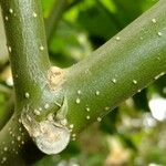 Brugmansia x candida Altro