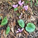 Cyclamen purpurascens Blad