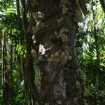 Syzygium cormiflorum Bark