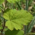 Rubus alceifolius Liść