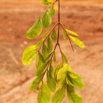 Albizia zygia Hoja