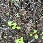 Spiraea trilobata Habit