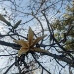 Ceiba chodatii Flower