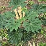 Tetrapanax papyrifer 叶