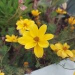 Bidens ferulifolia Virág