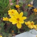 Bidens ferulifolia Flower