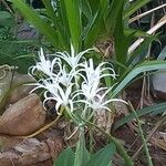 Hymenocallis tubiflora Fleur