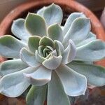 Echeveria lilacina Lapas