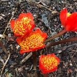 Haemanthus coccineus Floare