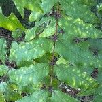 Zanthoxylum clava-herculis Hoja