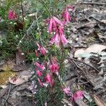 Epacris impressa Flor