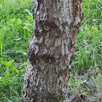 Picea asperata Bark