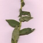 Pulmonaria mollis عادت داشتن