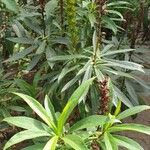 Digitalis canariensis Leaf