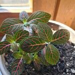 Fittonia albivenis叶