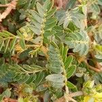 Tribulus terrestris पत्ता