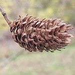 Betula alleghaniensis Froito