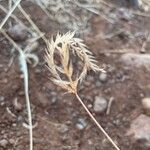 Tetrapogon cenchriformis Fruto