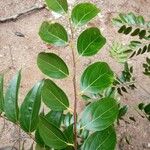 Goupia glabra Blad