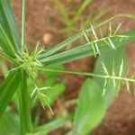 Cyperus meyenianus 花