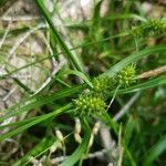Carex demissa Fleur