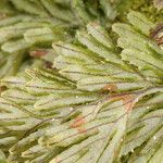 Hymenophyllum tunbrigense Листок