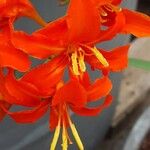 Crocosmia aurea Flor