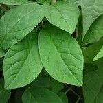 Cobaea scandens Leaf