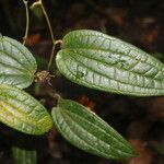 Smilax domingensis Liść