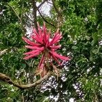 Erythrina amazonica Fleur