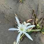 Pancratium maritimumFlor