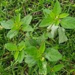 Croton hirtus Blad