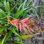 Aechmea recurvata Fleur