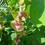 Amicia zygomeris Цветок