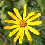 Senecio pyrenaicusFlor