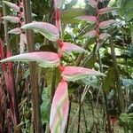 Heliconia chartacea Floro