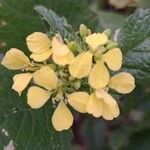 Mutarda nigra 花