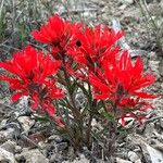 Castilleja scabrida Habit