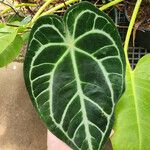 Anthurium crystallinum List