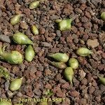 Agave fourcroydes Hábito